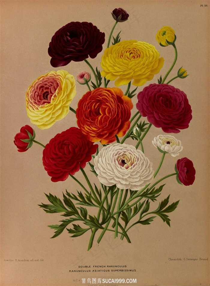 复古手绘菊花花卉图片手绘插画