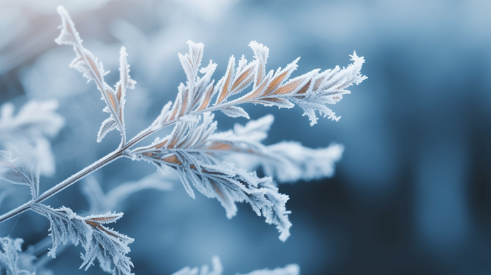 冬季树枝雾凇景象摄影图