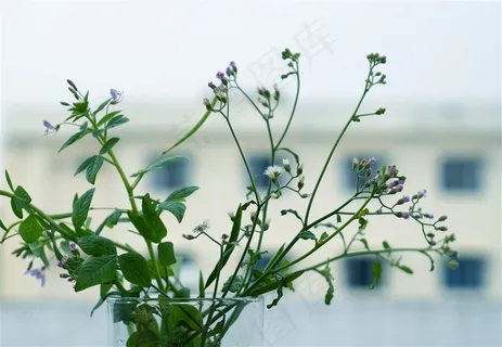 阳台上不知名的鲜花摄影 阳台上不知名的鲜花摄影