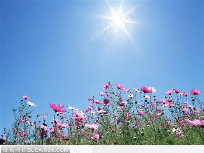 阳光下的菊花