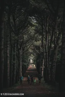 林荫道公园图片