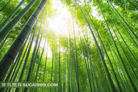 唯美竹林风光 唯美竹林风光