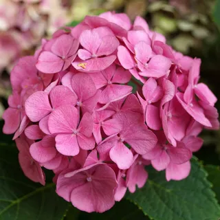 粉色八仙花图片 粉色八仙花图片