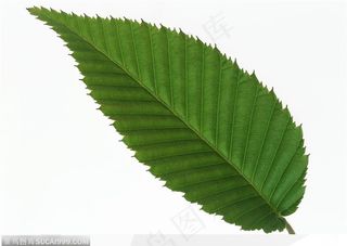 漂亮树叶-桃形树叶