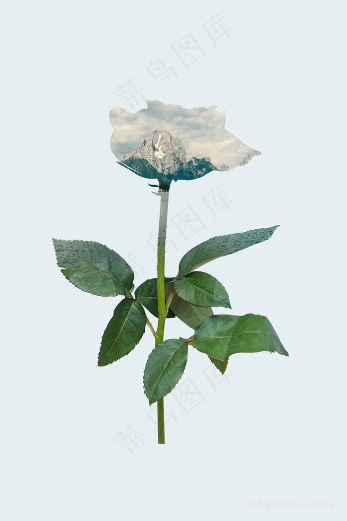 唯美花束装饰画