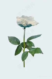 唯美花束装饰画