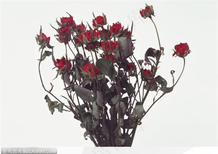插花艺术-漂亮的玫瑰干花