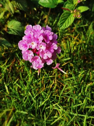 路边粉色小花开的正艳丽