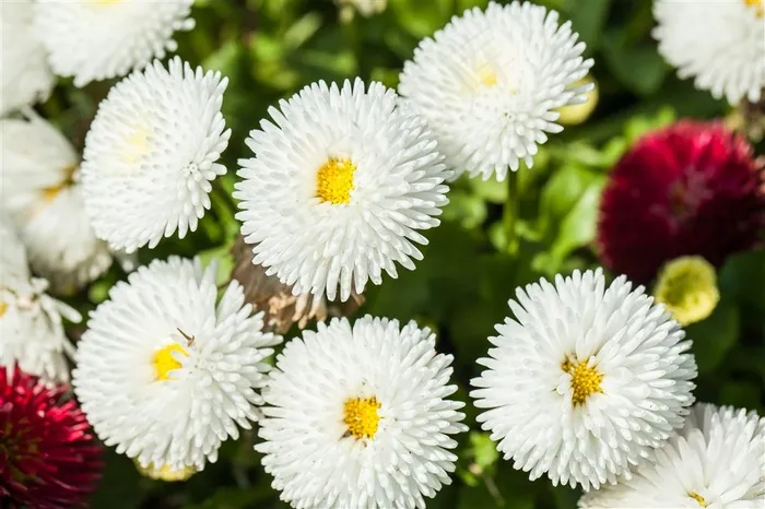 清新白菊鲜花图片