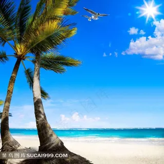 沙滩上的椰树风景图片