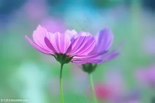 唯美高清粉色小花鲜花图片