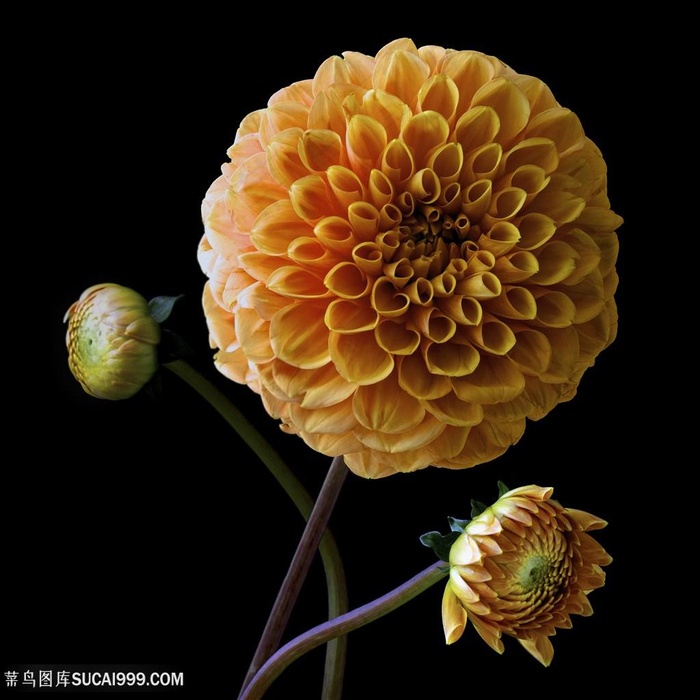 超高清黄色大丽花鲜花图片