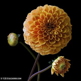 超高清黄色大丽花鲜花图片