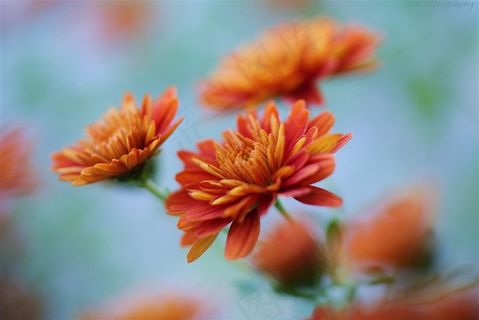 唯美雏菊鲜花图片