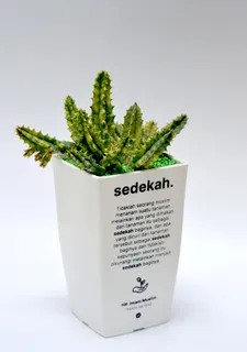 绿色仙人掌仙人球摄影素材