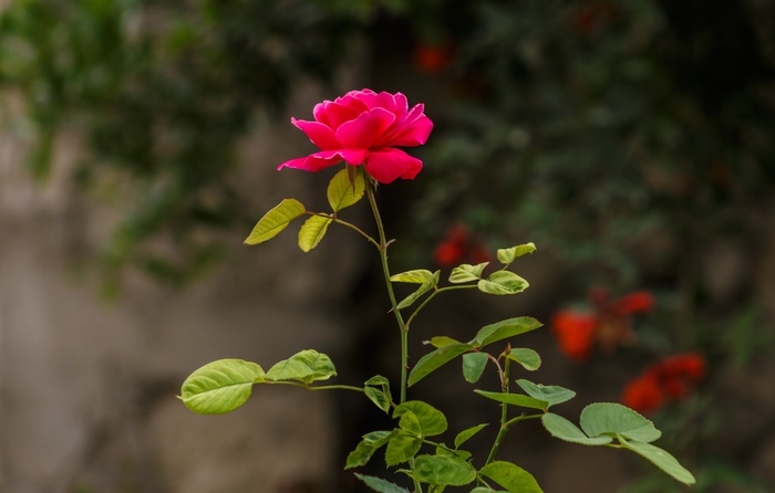 玫瑰花摄影图情人节玫瑰花配图图片