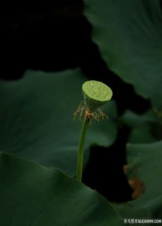 荷塘里的莲蓬荷花图片