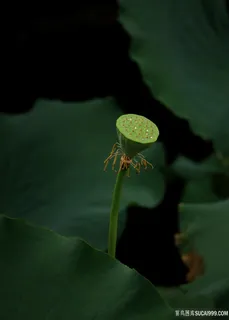 荷塘里的莲蓬荷花图片 荷塘里的莲蓬荷花图片