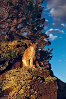 站在崖边的野猫图片