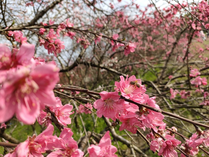 蜜蜂忙采蜜