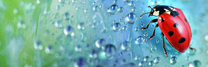 雨天雨水水珠上七星瓢虫动物爬行，彩色渐变摄影图(1680x545)