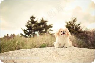 怀旧风格的野外可爱小狗