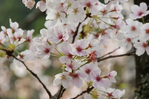 日本樱花摄影图片 日本樱花摄影图片