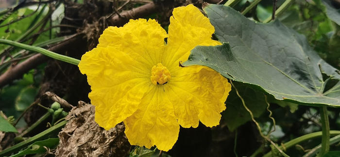 黄色丝瓜花psd模版下载