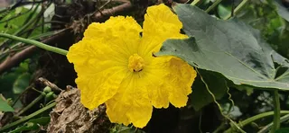 黄色丝瓜花
