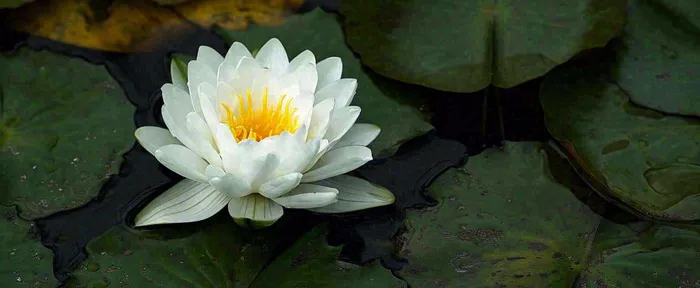 夏天荷花池荷叶白荷花睡莲特写，夏至小暑大暑摄影图(1712x704)