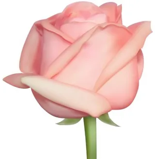 玫瑰 PNG免抠
