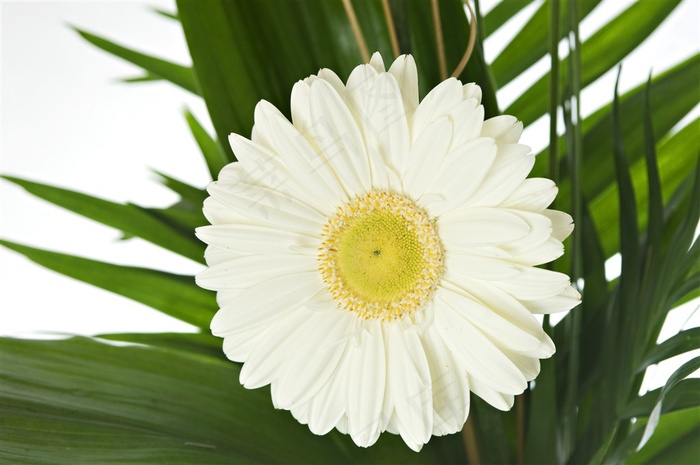 高清特写白色雏菊图片