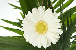 高清特写白色雏菊图片