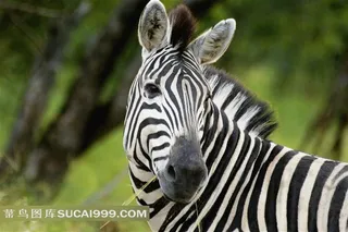 斑马高清图片