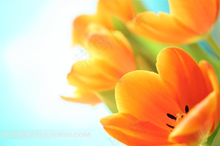 郁金香高清图片下载