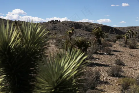 荒山野岭植被图片 荒山野岭植被图片