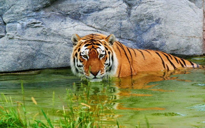 老虎在水里