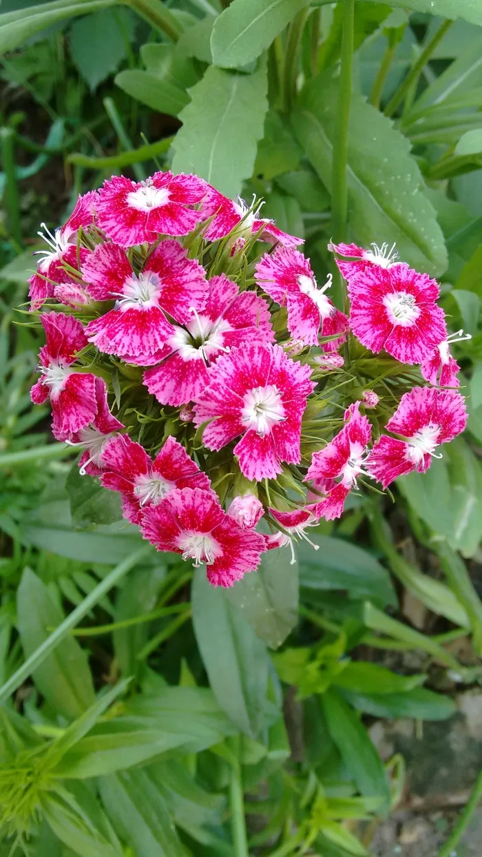 报春花花朵图片