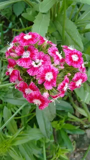 报春花花朵图片 报春花花朵图片