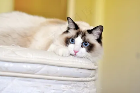 可爱布偶猫图片 可爱布偶猫图片