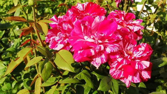花园红色玫瑰花朵图片 花园红色玫瑰花朵图片