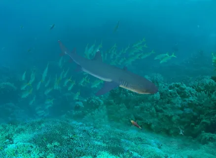 海底大鱼风景背景墙