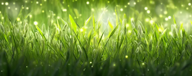 茂密的绿色草丛静距离拍摄叶子上挂载水滴摄影图