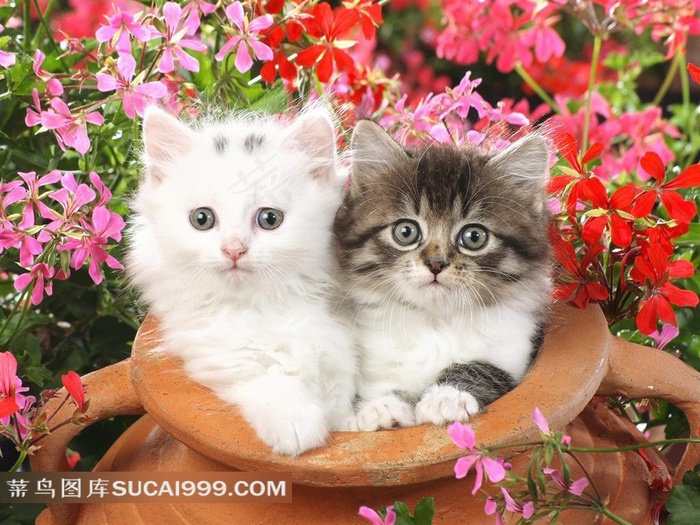 罐子里的小猫摄影素材