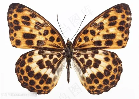高清豹纹斑点蝴蝶标本图片