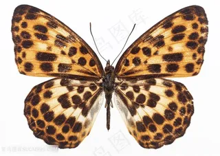 高清豹纹斑点蝴蝶标本图片