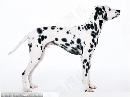 宠物狗（站立侧身）