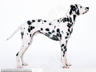 宠物狗（站立侧身）