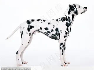 宠物狗（站立侧身）