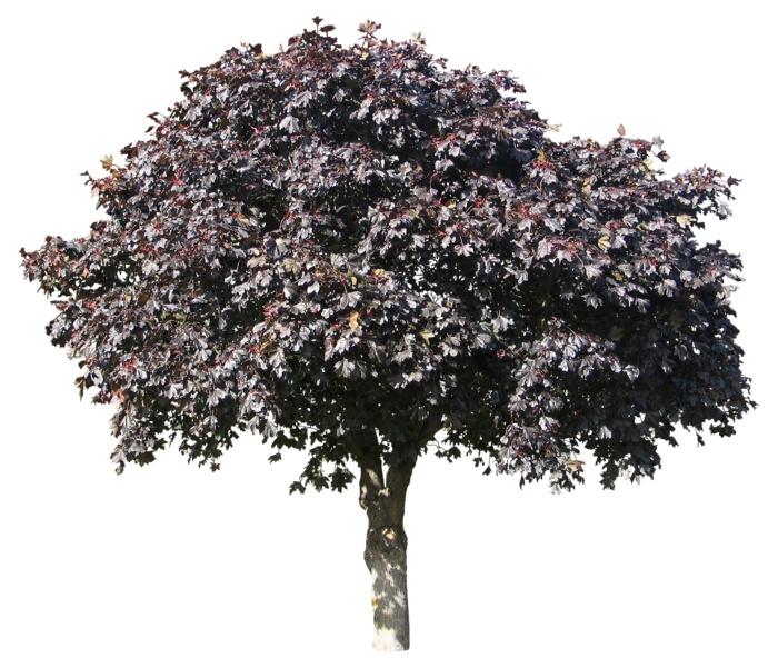 高清树木素材 免抠PSD植物素材 美术绘画园林贴图 树草灌木花草